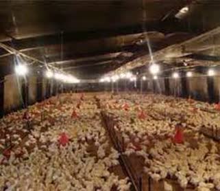 راه اندازی دومین واحد پرورش پولت مرغ تخمگذار در شهرستان کوار