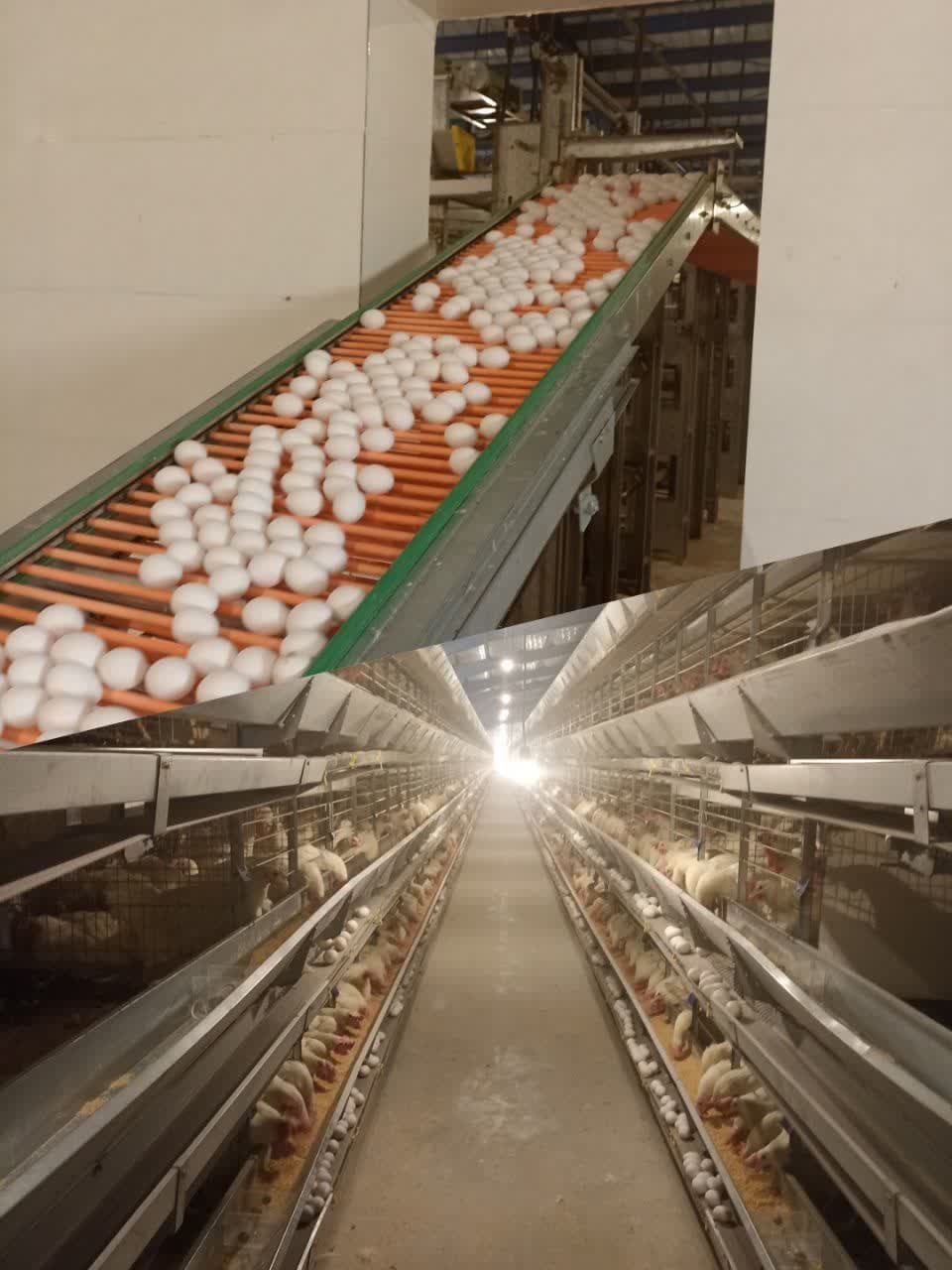 افزایش 25 درصدی تولید تخم مرغ در شهرستان کوار