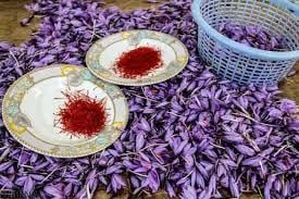 برداشت زعفران از مزارع شهرستان کوار 