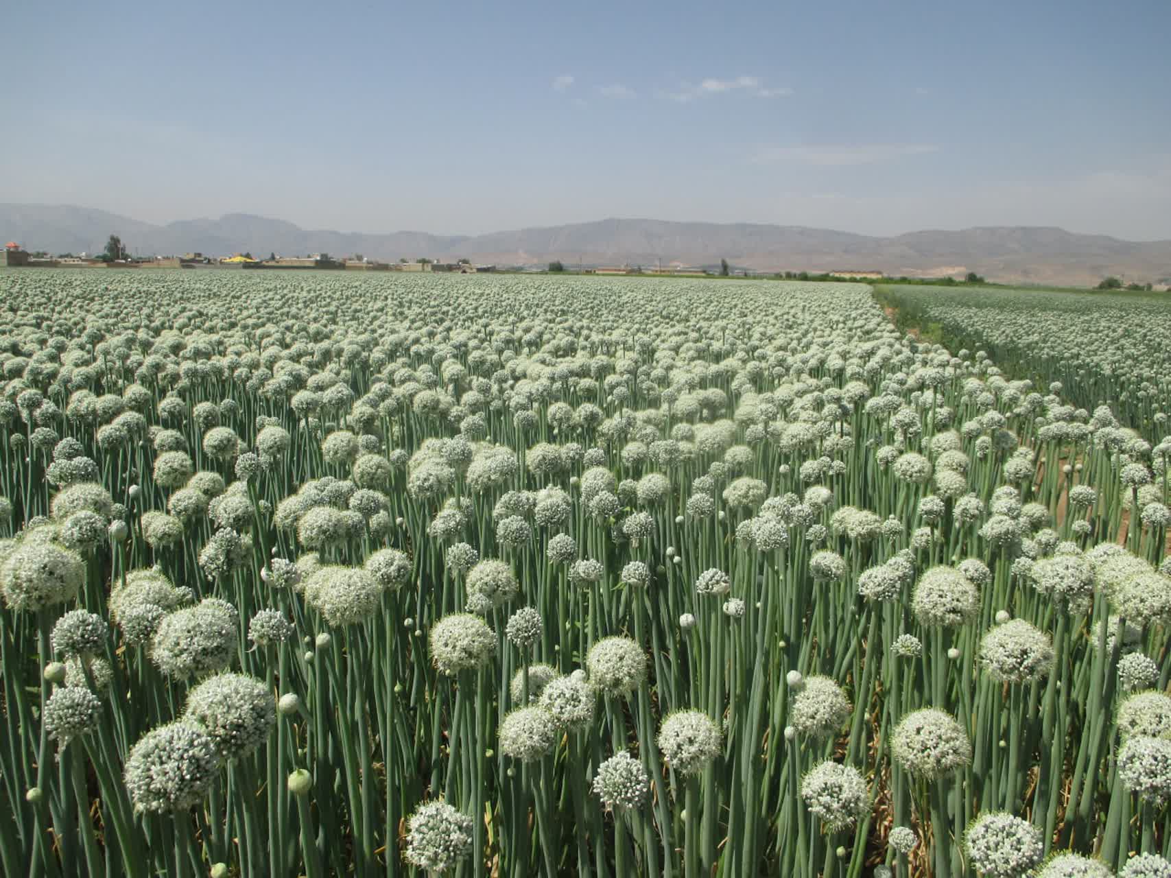 کشت ۶۵۰ هکتار پیاز پاییزه درشهرستان کوار