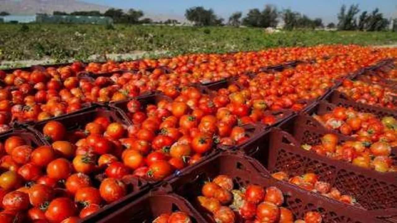 صادرات محصولات کشاورزی کوار به کشورهای حوزه خلیج فارس                 