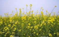 کشت ۱۰۰ هکتار کلزا در اراضی کوار  مدیر جهاد کشاورزی شهرستان کوار