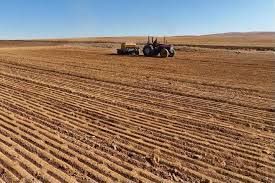 اختصاص ۴۳۰۰ هکتار از مزارع شهرستان کوار به کشت گندم 