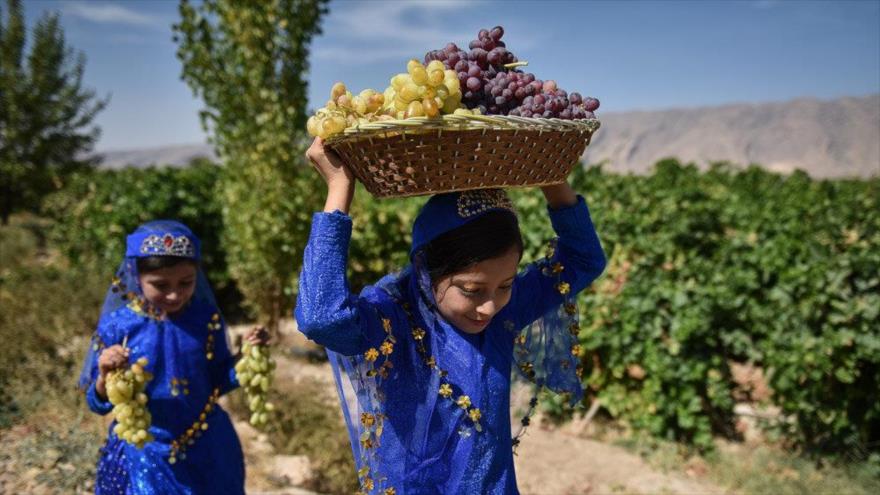  برداشت انگور در شهرستان کوار